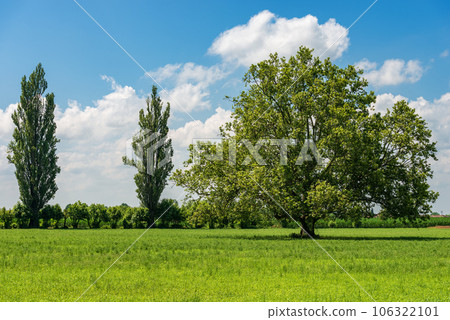 Green Meadow and a Large Oak Tree in Padan Plain - Lombardy Italy Green Meadow and a Large Oak Tree in Padan Plain - Lombardy Italy 106322101
