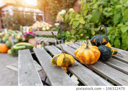 Pile of many fresh ripe orange bright pumpkins decor on wooden table at pumpkin farm backyard. Halloween thanksgiving celebration symbol plant. Country rustic squash autumn background Pile of many fresh ripe orange bright pumpkins decor on wooden table at pumpkin farm backyard. Halloween thanksgiving celebration symbol plant. Country rustic squash autumn background 106322470