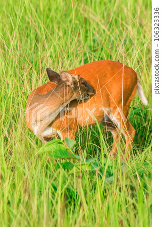 red deer fawn on green grass 106323336
