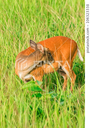 red deer fawn on green grass 106323338