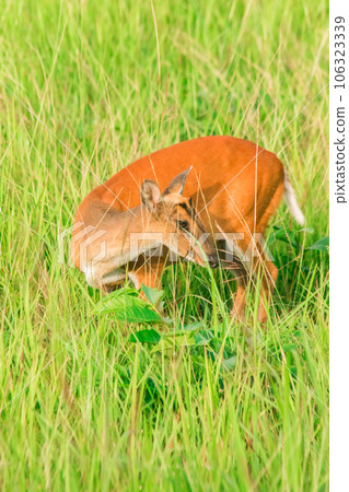 red deer fawn on green grass 106323339