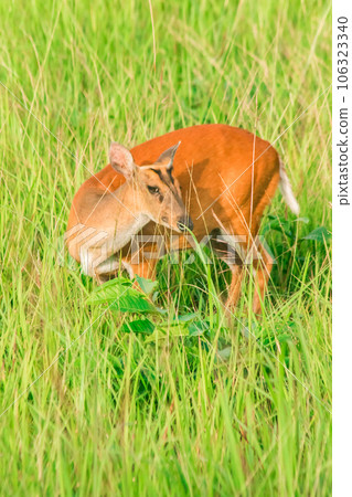 red deer fawn on green grass 106323340