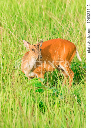 red deer fawn on green grass 106323341