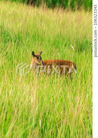 red deer fawn on green grass 106323345