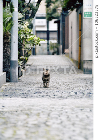 A tabby cat in the back street of Kagurazaka, Tokyo Kagurazaka, Shinjuku-ku, Tokyo A tabby cat in the back street of Kagurazaka, Tokyo Kagurazaka, Shinjuku-ku, Tokyo 106323578