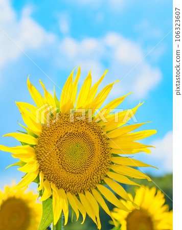 新鮮的向日葵花 106323607