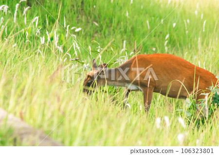 red deer in the field 106323801