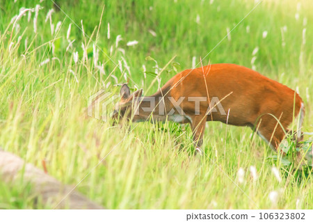 red deer in the field red deer in the field 106323802