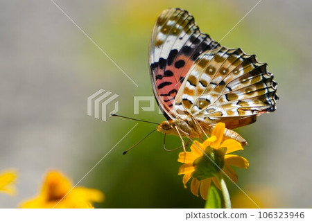 A female black fritillary perched on a yellow flower 106323946