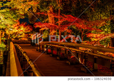 Tokugawaen in autumn, illumination of autumn leaves <Nagoya City, Aichi Prefecture> 106324030