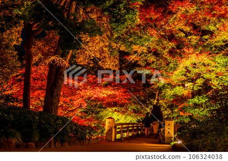 Tokugawaen in autumn, illumination of autumn leaves <Nagoya City, Aichi Prefecture> Tokugawaen in autumn, illumination of autumn leaves <Nagoya City, Aichi Prefecture> 106324038