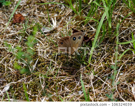 Common butterfly spreading its wings 106324039