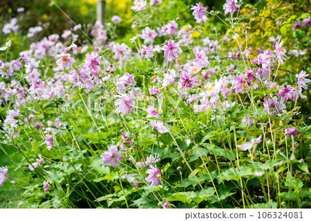 Grape leaf pink anemone flowers in bloom. Beautiful summer garden 106324081