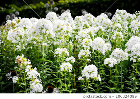 White garden Phlox flowers in bloom. Beautiful floral background 106324089