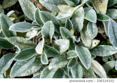 Top view of Silvery shaggy leaves, lamb's-ear plants, woolly hedgenettle, natural background 106324102