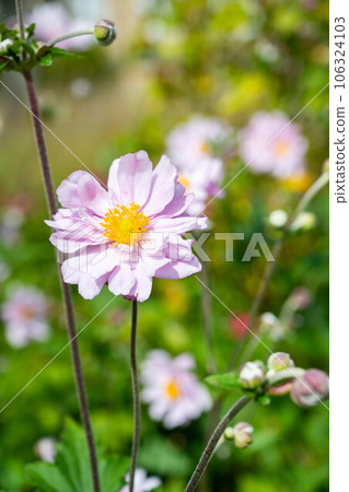 Grape leaf pink anemone flower in bloom. Beautiful summer garden Grape leaf pink anemone flower in bloom. Beautiful summer garden 106324103