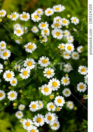 Chamomile. Wild chamomile Matricaria recutita flowers in bloom. Summer floral background. Chamomile. Wild chamomile Matricaria recutita flowers in bloom. Summer floral background. 106324109