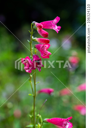 Pink flower beardtongue bellflower, summer floral background Pink flower beardtongue bellflower, summer floral background 106324110
