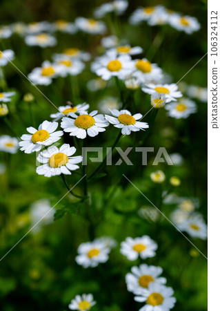 Chamomile. Wild chamomile Matricaria recutita flowers in bloom. Summer floral background. 106324112