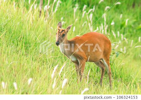deer with green grass deer with green grass 106324153