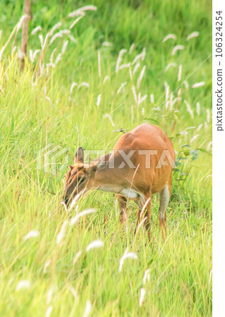 Barking Deer (Muntiacus vaginalis) is a small 106324254