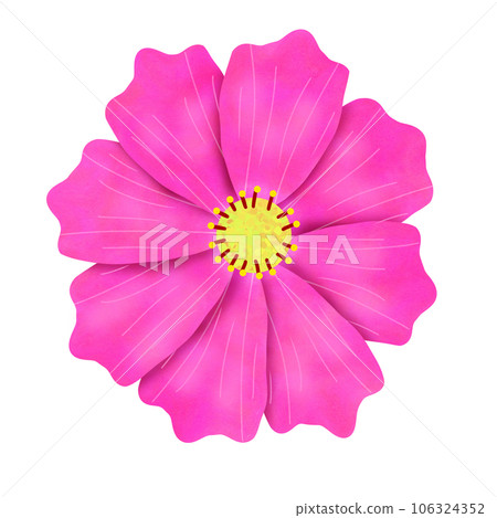 pink cosmos flower isolated on white background pink cosmos flower isolated on white background 106324352