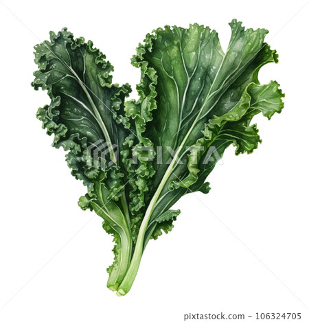 Kale 106324705