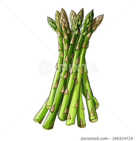 Asparagus 106324719
