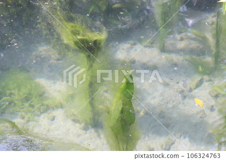 Enteromorpha intestinalis green alga in water Enteromorpha intestinalis green alga in water 106324763