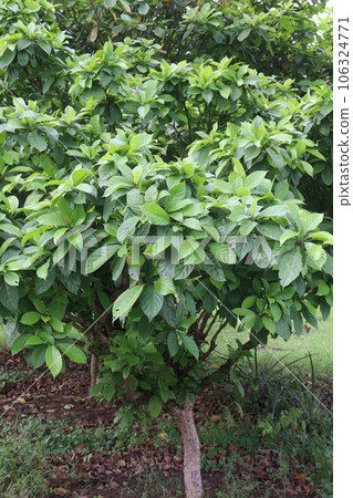 Baccaurea motleyana tree on farm 106324771