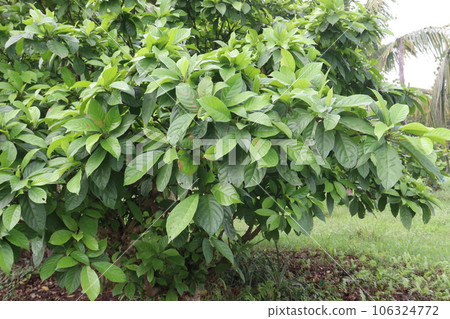 Baccaurea motleyana tree on farm Baccaurea motleyana tree on farm 106324772