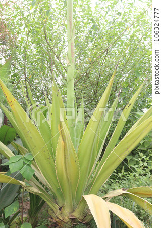 Century plant leaf plant on farm 106324777
