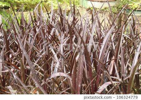 phormium bronze baby plant on farm phormium bronze baby plant on farm 106324779
