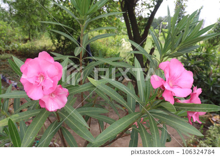 Nerium Oleander flower plant on farm Nerium Oleander flower plant on farm 106324784