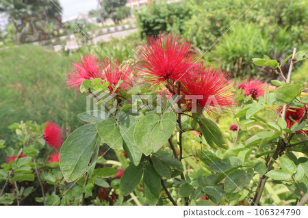 Calliandra tergemina flower plant on farm 106324790