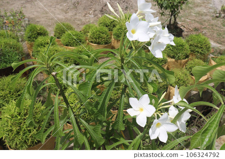 Plumeria pudica flower plant on farm 106324792