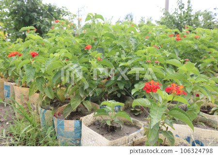 West Indian Lantana flower plant on farm 106324798