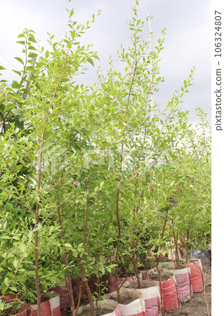 Lawsonia inermis also called mehndi tree on farm 106324807