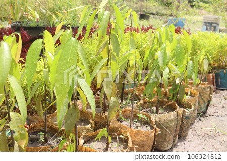 Monoon longifolium tree plant on farm 106324812
