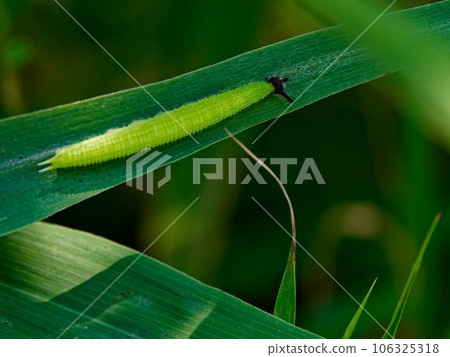Last instar larva of Nymphalidae 106325318