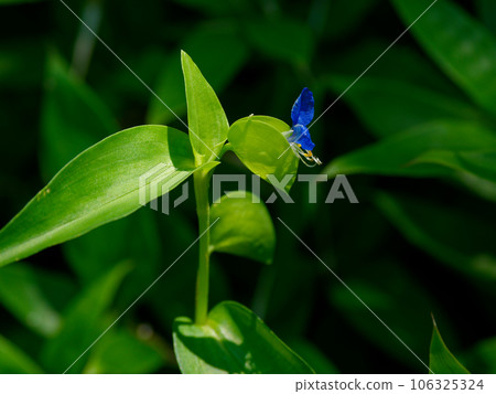 雨中鴨跖草的藍色花 106325324