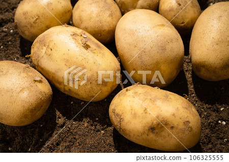Potatoes in the field being illuminated by sunlight. Potatoes in the field being illuminated by sunlight. 106325555
