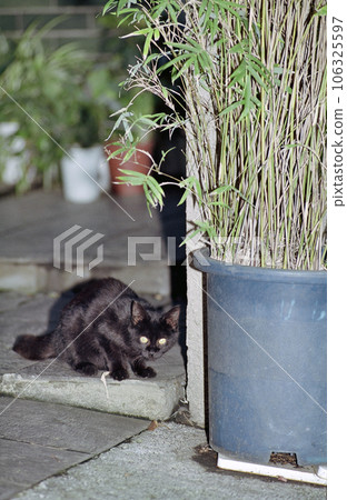 東京都新宿區神樂坂後街的一隻黑貓 106325597