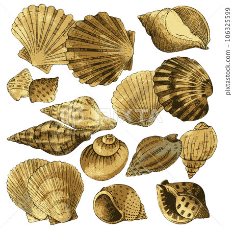 Seashell collection 106325599