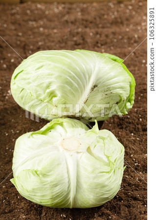 Cabbages in the field being illuminated by sunlight. Cabbages in the field being illuminated by sunlight. 106325891