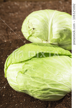 Cabbages in the field being illuminated by sunlight. Cabbages in the field being illuminated by sunlight. 106325892