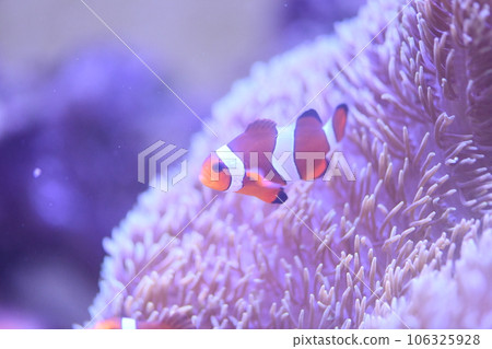 Clown anemonefish and sea anemones Clown anemonefish and sea anemones 106325928
