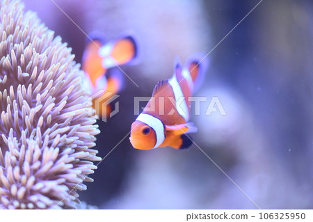 Clown anemonefish and sea anemones Clown anemonefish and sea anemones 106325950