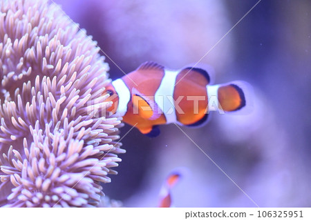 Clown anemonefish and sea anemones Clown anemonefish and sea anemones 106325951