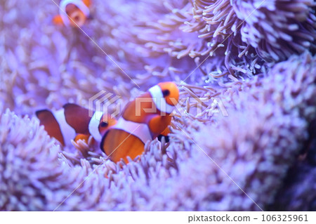小丑anemonefish和海葵 小丑anemonefish和海葵 106325961